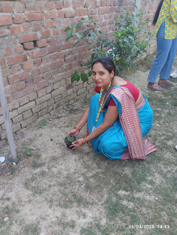Plantation Activity